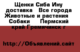 Щенки Сиба Ину доставка - Все города Животные и растения » Собаки   . Пермский край,Гремячинск г.